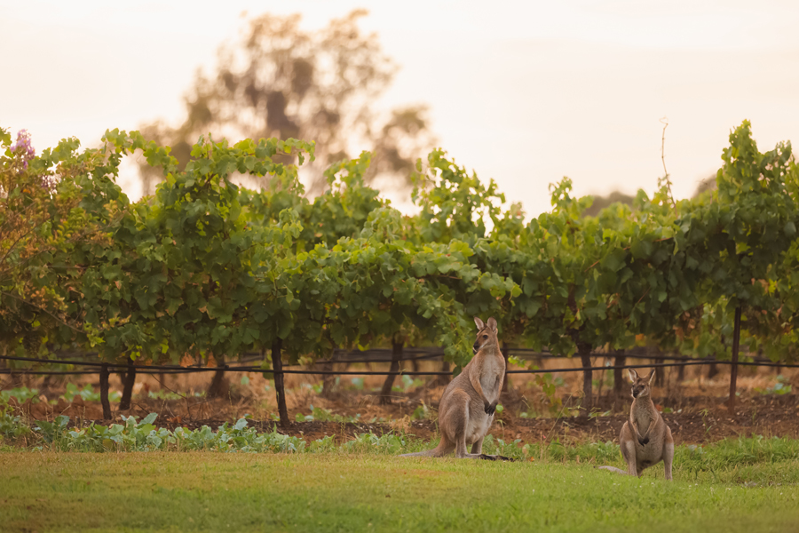 KANGAROO-900x600